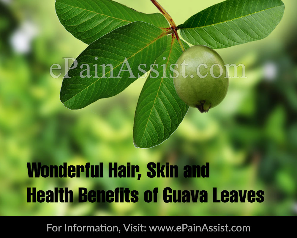 Wonderful Hair, Skin and Health Benefits of Guava Leaves (Jam Ke Patte) Wonderful Hair, Skin and Health Benefits of Guava Leaves (Jam Ke Patte)