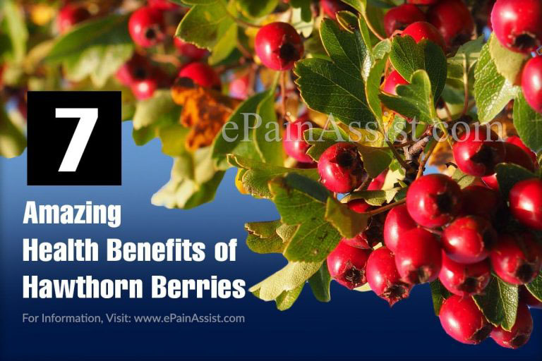 7 Amazing Health Benefits of Hawthorn Berries