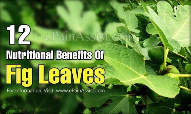 12 Nutritional Benefits of Fig Leaves