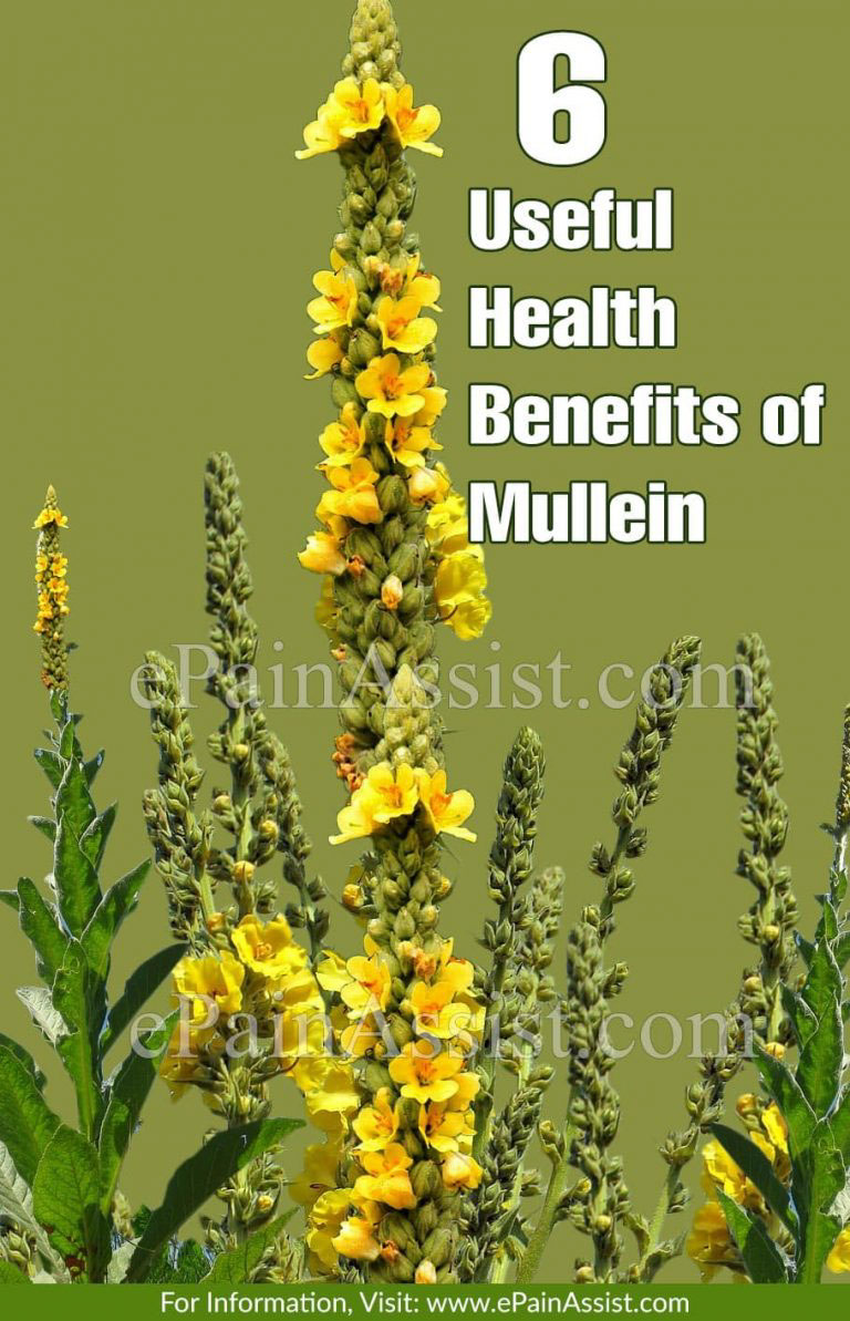 6 Useful Health Benefits of Mullein