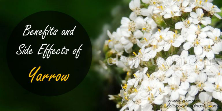 Benefits and Side Effects of Yarrow