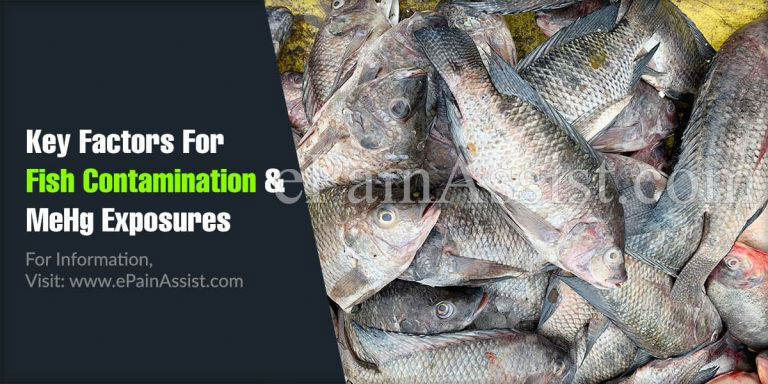 Key Factors For Fish Contamination and MeHg Exposure