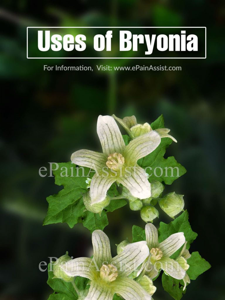 What is Bryonia, Know its Uses, Risks and Side Effects