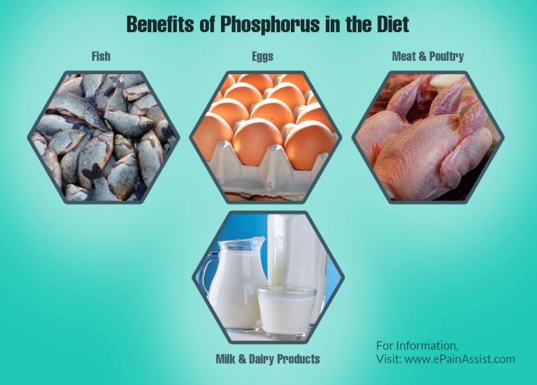 Risks Associated with Excess Phosphorus or Low Phosphorus in the Diet