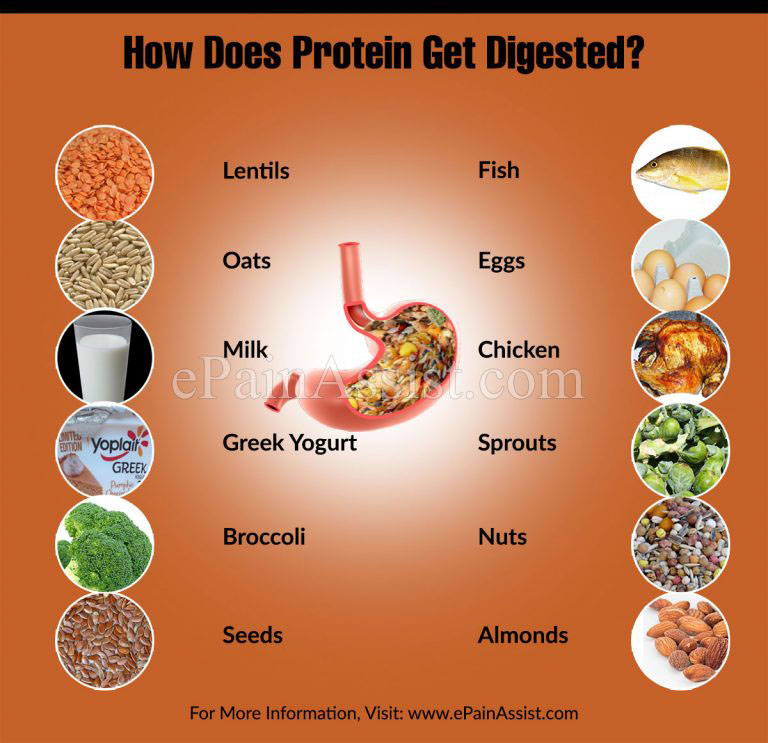 How Does Protein Get Digested?