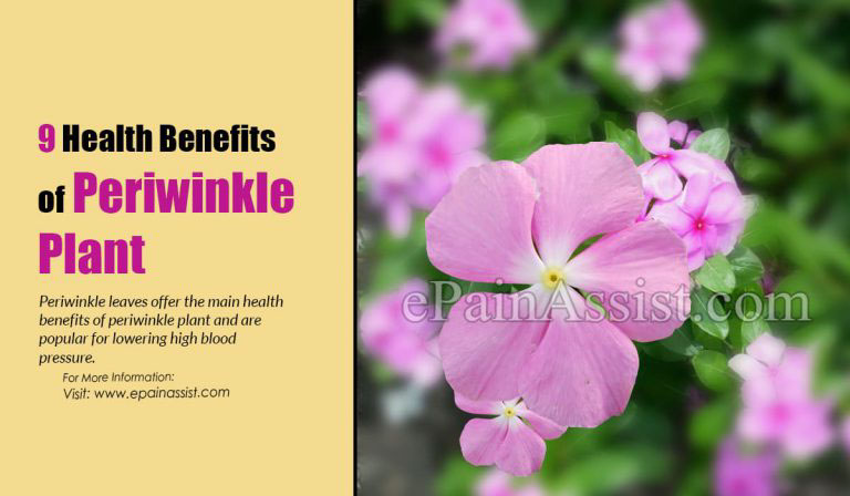 9 Health Benefits of Periwinkle Plant & Its Dosage, Precautions