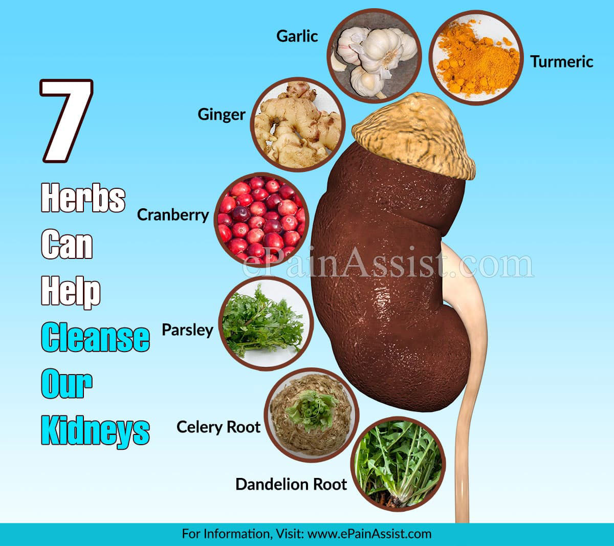 These 7 Herbs Can Help Cleanse Our Kidneys These 7 Herbs Can Help Cleanse Our Kidneys