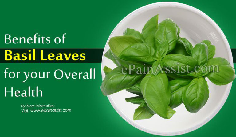 Benefits and Medicinal Uses of Basil Leaves & Its Side Effects