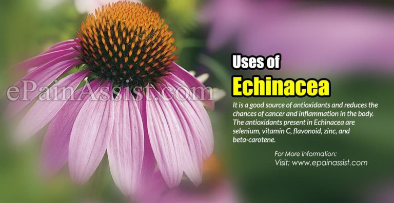 Uses of Echinacea & How Does it Benefit Children