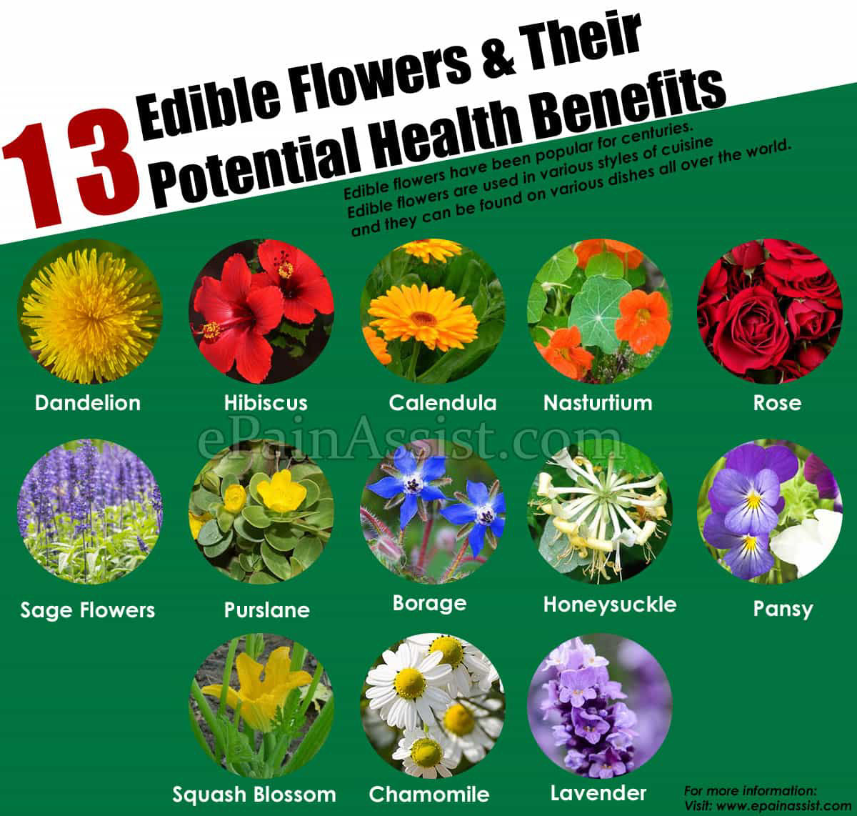 13 Edible Flowers & Their Potential Health Benefits