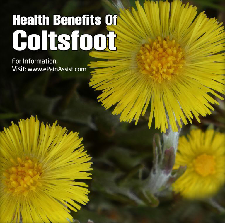 Coltsfoot: Health Benefits, Side Effects, and Contraindications