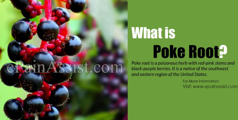 Poke Roots: Benefits, Side Effects and Uses