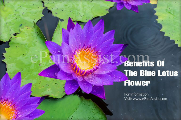 What is a Blue Lotus Flower & What are its Benefits And Side Effects?