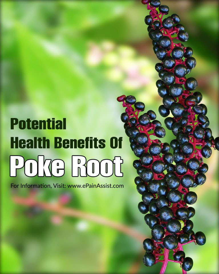 Potential Health Benefits and Side Effects of Poke Root