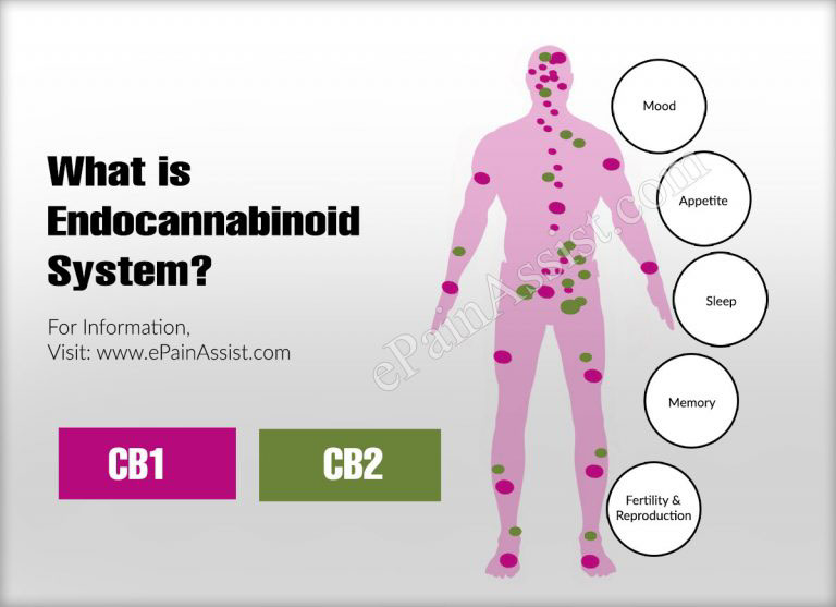 Understanding the Endocannabinoid System