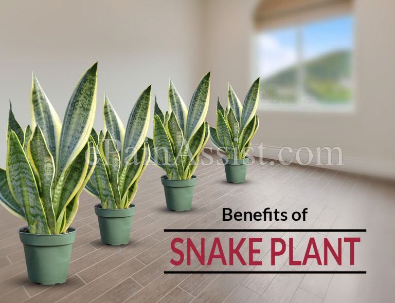 Amazing Benefits of Snake Plant