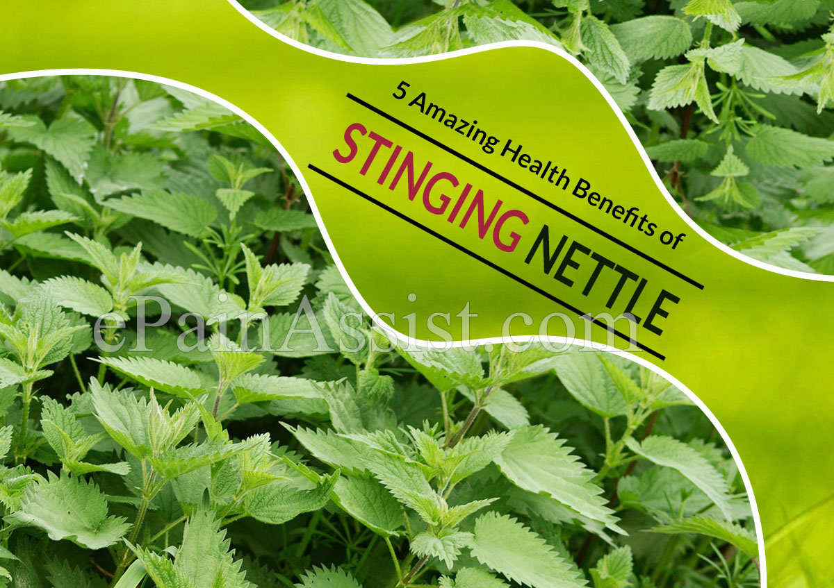 Amazing Health Benefits of Stinging Nettle