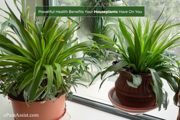 The 12 Powerful Health Benefits Your Houseplants Have On You