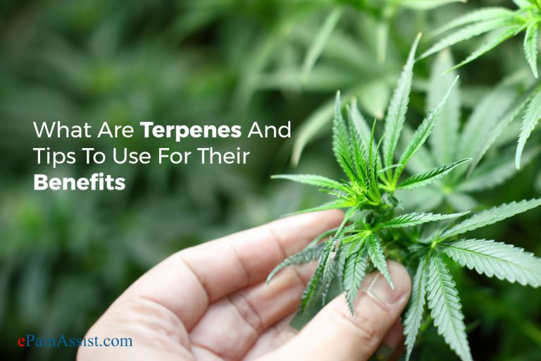 What Are Terpenes And Tips To Use Terpenes For Their Benefits