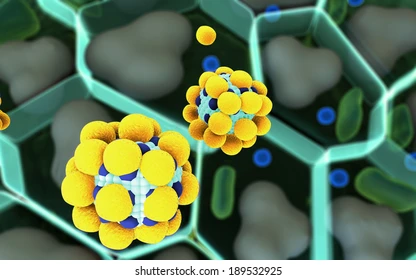 Brain Fog, Mood Swings, and the Gut: The Overlooked Role of Fat Absorption