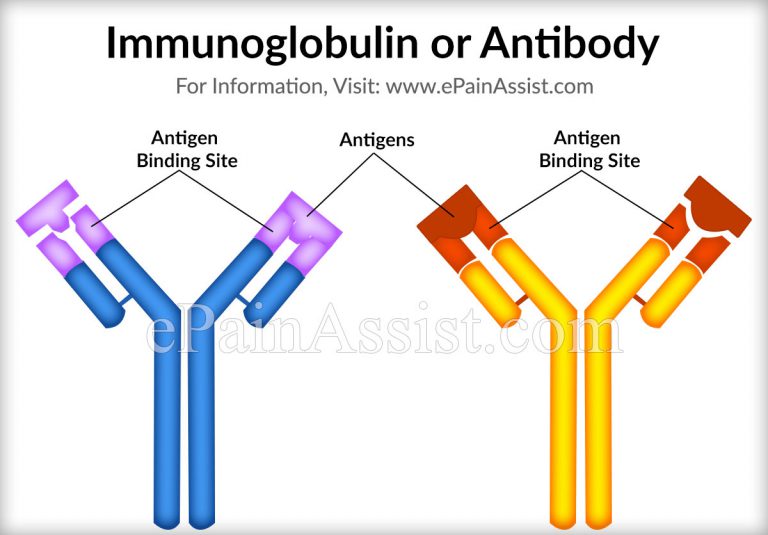 What is Immunoglobulin or Antibody?