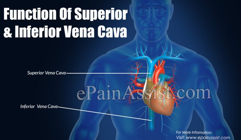 Function Of Superior & Inferior Vena Cava