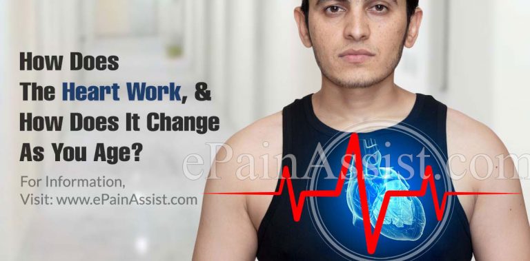 How Does The Heart Work, And How Does It Change As You Age?
