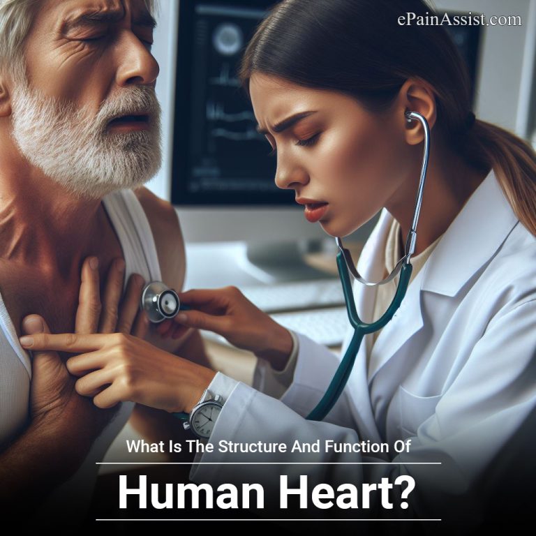 What Is The Structure And Function Of The Human Heart?