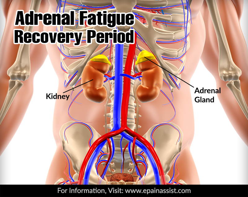 Adrenal Fatigue Syndrome Recovery Period