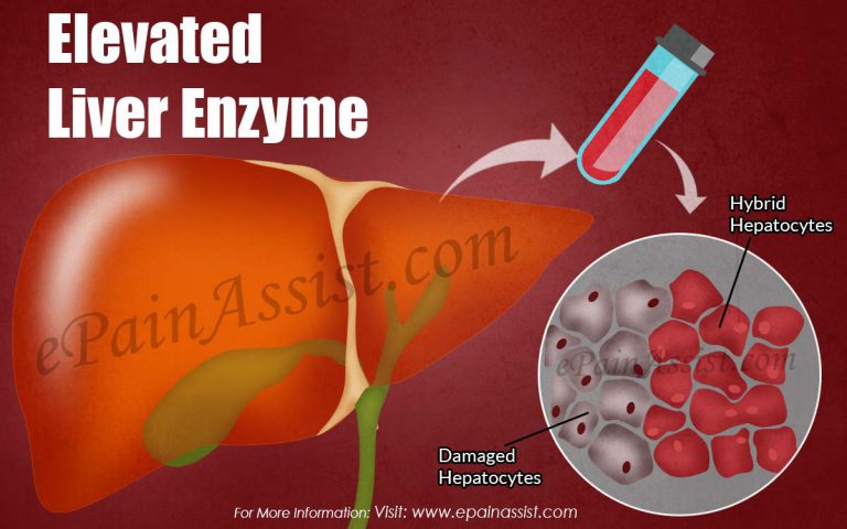 Elevated Liver Enzyme: What does it mean when your liver function is high?