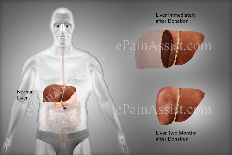 How Long Does It Take For A Human Liver To Regenerate?