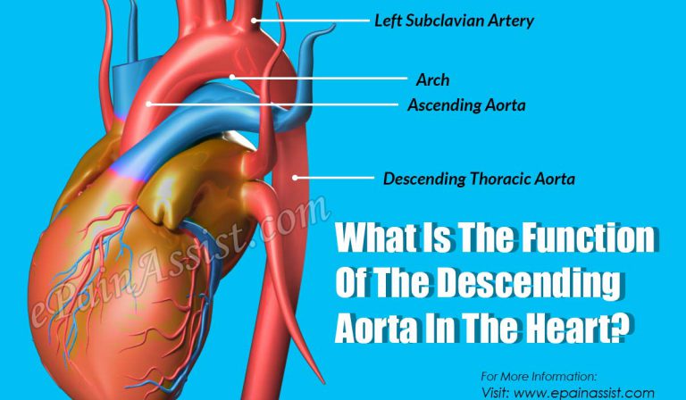 What Is The Function Of The Descending Aorta In The Heart?