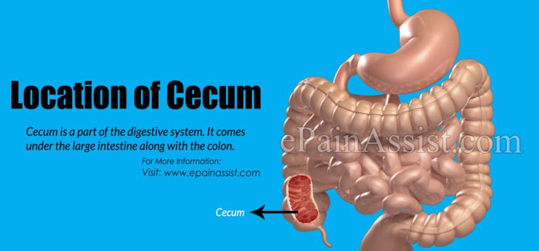 Function and Location of Cecum & Causes of Cecum Pain
