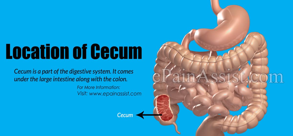 Location of Cecum