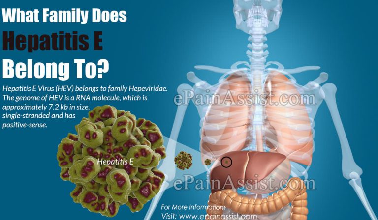 What Family Does Hepatitis E Belong To?
