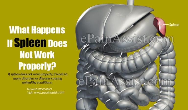 What Happens If Spleen Does Not Work Properly & What are the Best Foods and Supplements to Keep Spleen Healthy?