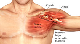 Muscles And Tendons Pictures