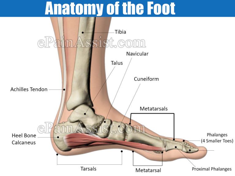 Foot Pain & Its Anatomical Distribution, Causes of Foot Pain