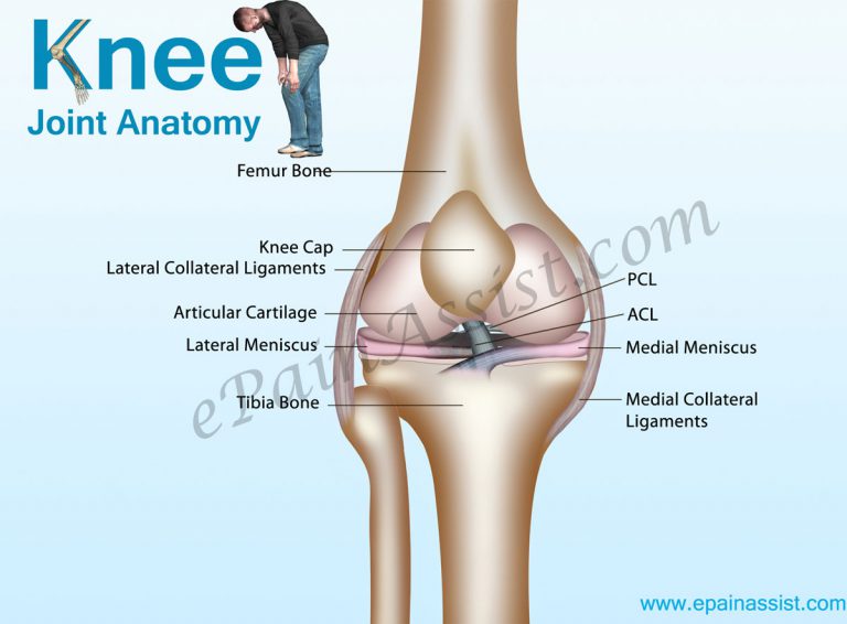Knee Joint Anatomy: Bones, Cartilages, Muscles, Ligaments, Tendons-Quadriceps