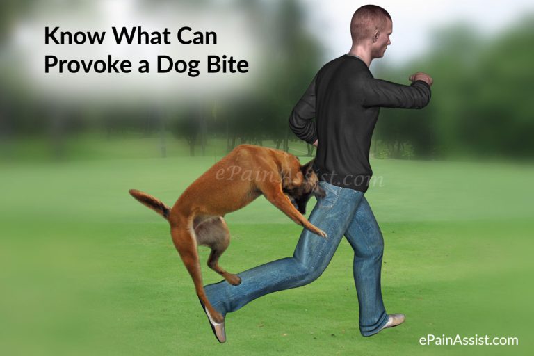 Know What Can Provoke a Dog Bite, Its Treatment, First Aid!