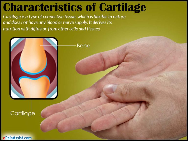 Function & Types of Cartilage: What Happens if Cartilage Wears Away