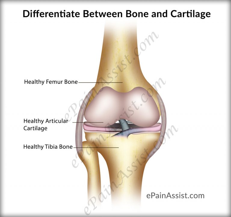 Points to Differentiate Between Bone and Cartilage