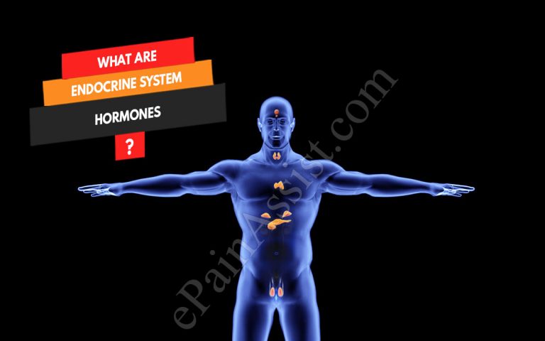 Endocrine System: Function, Glands Present in Endocrine System, and Potential Medical Conditions