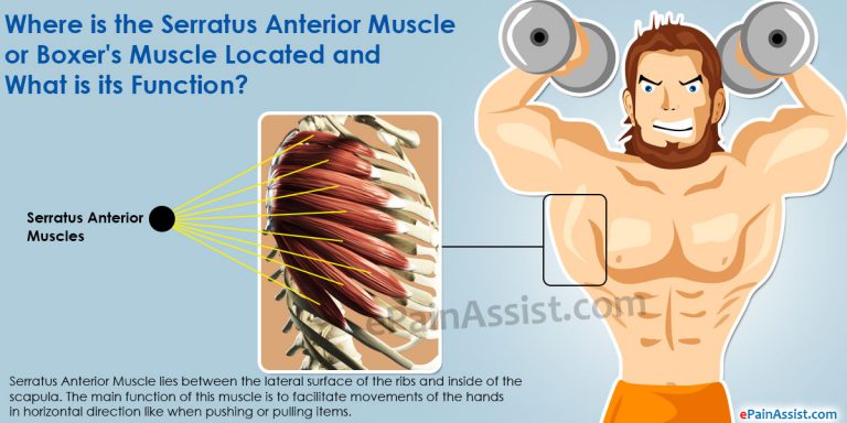 Exercises to Strengthen Serratus Anterior Muscle or Boxer’s Muscle