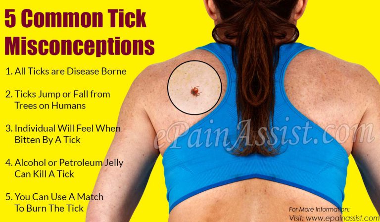 5 Common Tick Misconceptions & Ways To Prevent Tick Bite