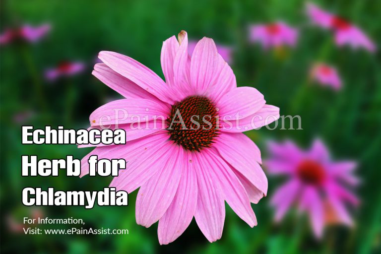 Echinacea Herb for Chlamydia