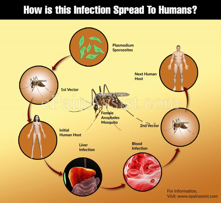 What are the Different Types of Malaria?