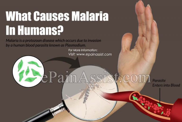 What Causes Malaria In Humans?