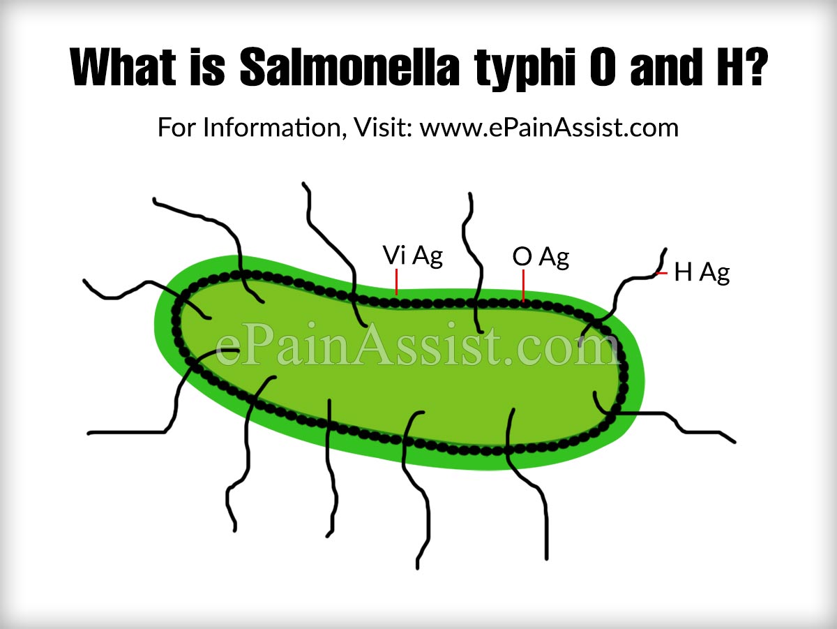 What is Salmonella typhi O and H?