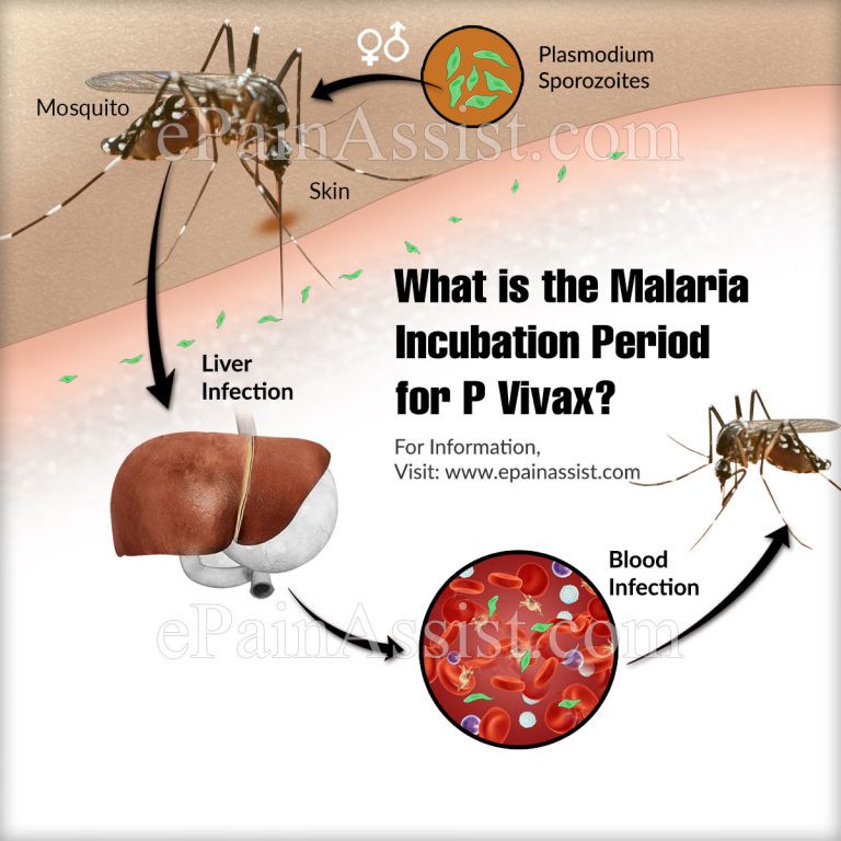 What is the Malaria Incubation Period for P Vivax?